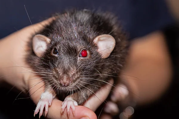 Ratas negras mullidas orejas ojos rojos brillantes en las manos primer plano. Hogar mascota favorita —  Fotos de Stock