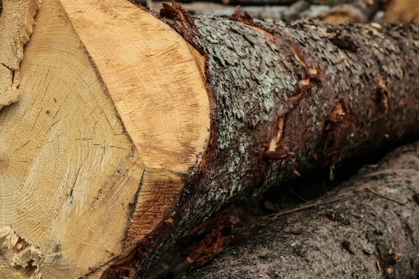 Textura árvore serra corte áspero marrom casca pinho log casa natural fundo básico madeireiro — Fotografia de Stock