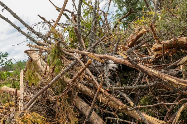 hurricane windbreak broken trees pile background spruce old logs background sky