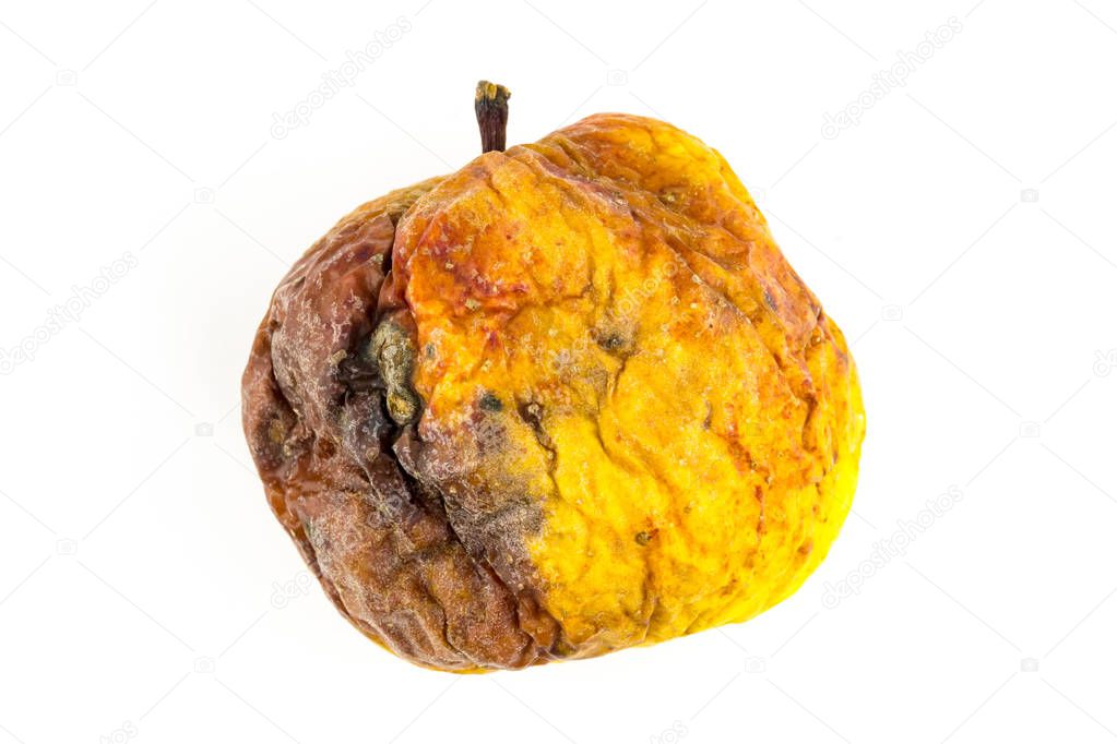 spoiled wormy yellow apple on a white background isolate. rotting fruit withered look