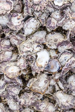 desen deniz açık kabukları gri nacreous sert dikey arka plan okyanus dweller