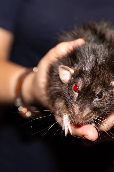 Grande casa rata sabio viejo ciego rojo ojo peludo negro doméstico bestia —  Fotos de Stock