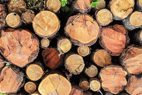 pine logs pile many trunks fresh sawn building material pattern country