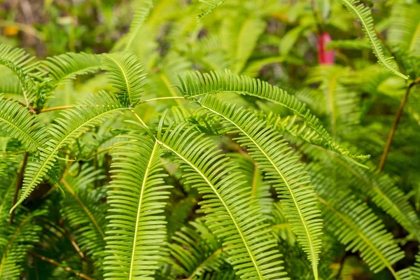 Saftiga färska ormbunke långa löv Forest bakgrund ljusa Flora Base — Stockfoto