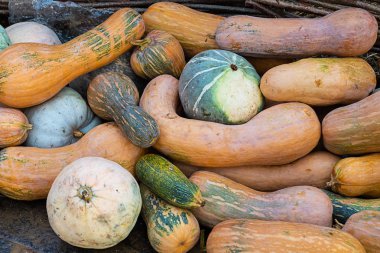 sebze sonbahar olgun temel arka plan uzun portakal kabakyuvarlak yeşil set