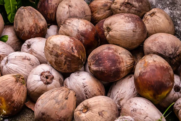 갈색 전체 코코넛 건조 패턴 열대 많은 과일 더미 — 스톡 사진