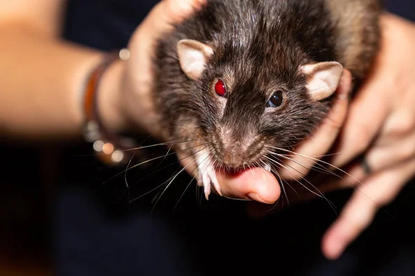 La rata negra parece sorprendida. Retrato de rata vieja mascota ojo rojo brillante de cerca —  Fotos de Stock