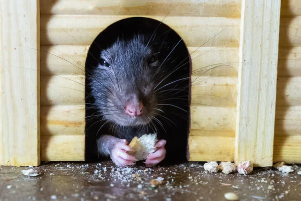 Lindo gris rata primer plano escondido en una casa de madera comiendo un brindis. Retrato de cerca de la galleta rata escondida en la mano —  Fotos de Stock