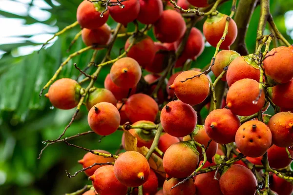 Ράντσο πορτοκαλί μούρα φοίνικα betel παξιμάδι κόκκινο ώριμα πολλά φρούτα κοντινό φόντο τροπικό — Φωτογραφία Αρχείου
