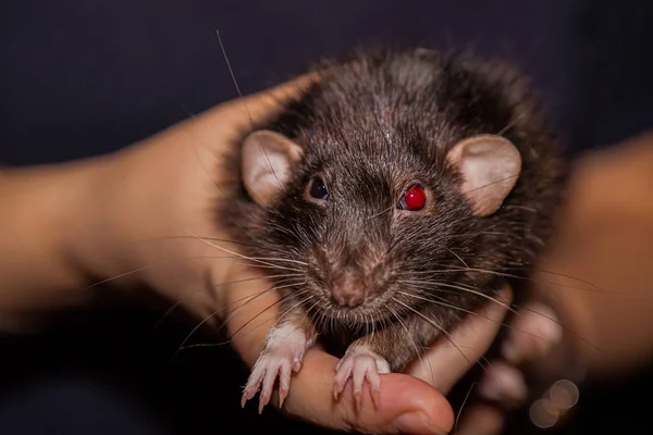 Rata negro dumbo casa mascota rojo brillante ojo viejo sabio mirando hacia adelante —  Fotos de Stock