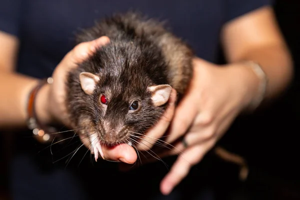 Rata negra en las manos de un hombre con un ojo rojo brillante sangriento parece depredador en las cámaras —  Fotos de Stock