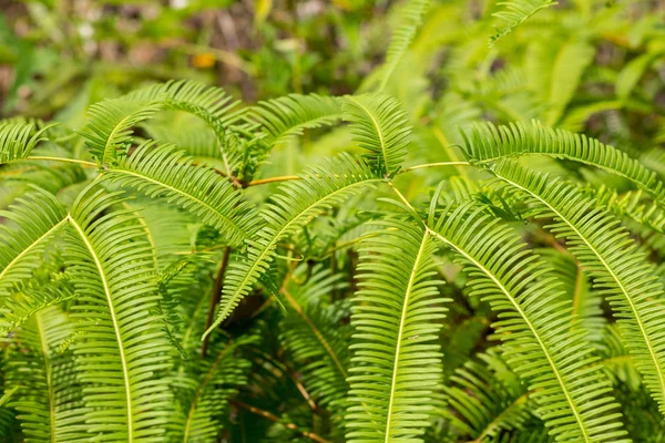 Buskig ormbunke Bush säsongsbunden skog bakgrund grön ljus naturlig bas — Stockfoto