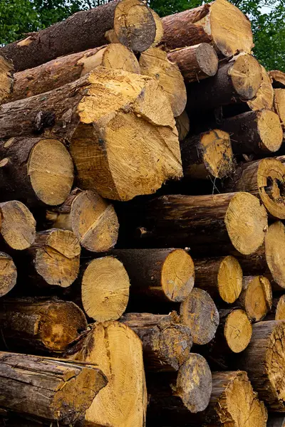 Yüksek kazık testere ağaç gövdeleri kış ısıtma için yakacak odun yapma — Stok fotoğraf