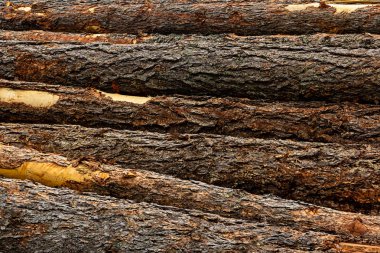 kazık kahverengi meşe kabuğu günlükleri closeup arka plan günlük desen tabanı