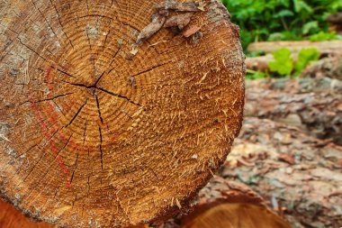 çam gövdesi testere testere bir günlük eski ucu yakın kereste fabrikası arka plan kadar kesilmiş