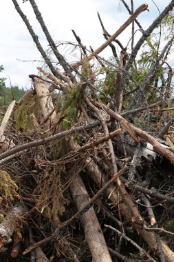 kırık yaşlı ağaçlar büyük kazık fırtına ladin ince gövdeleri arka plan fırtına orman