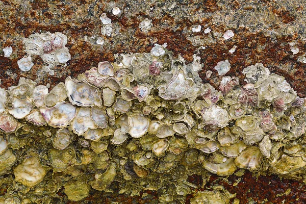 Conchas viejas fondo mar piedras abiertas fregadero nácar de cerca — Foto de Stock