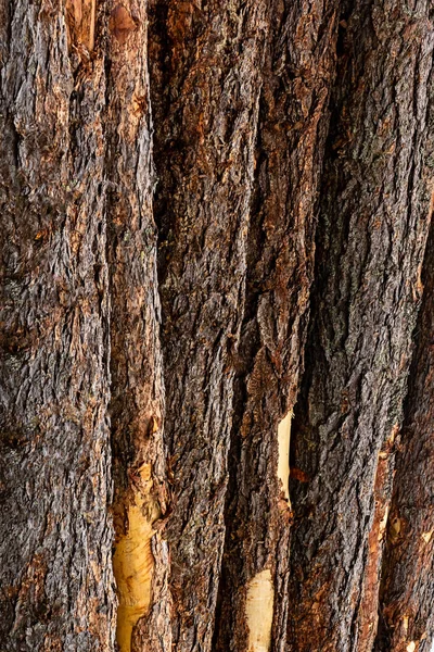 Cedro vertical tronco casca natural eco fundo marrom escuro — Fotografia de Stock