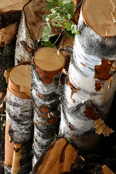 Břízy log svislý vzorek pozadí doménové struktury základ — Stock fotografie