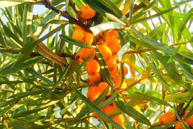 deniz dikeni birçok portakal meyveleri parlak çalı ağacı güneşli gün flora tasarımı kadar yakın