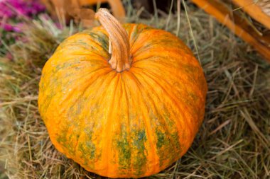 saman vintage çiftlik arka plan rustik bir arka plan üzerinde turuncu kabak closeup