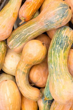 dikey desen sarı yeşil sebze seti sonbahar tasarım tabanı parlak sulu