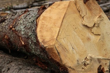 arka plan çam gövde doğal doku kadar düzensiz son kesilmiş testere