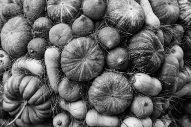 tek renkli gri arka plan sebze tasarımı mevsimsel gri kabak mini uzun