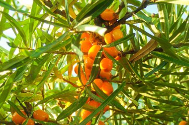 seabuckthorn şube parlak portakal çilek güneşli gün tıbbi sağlıklı bitki