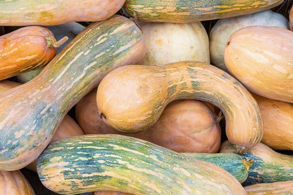 closeup kabak turuncu uzun sebze sonbahar arka plan hasat çiftçi ülke tasarımı