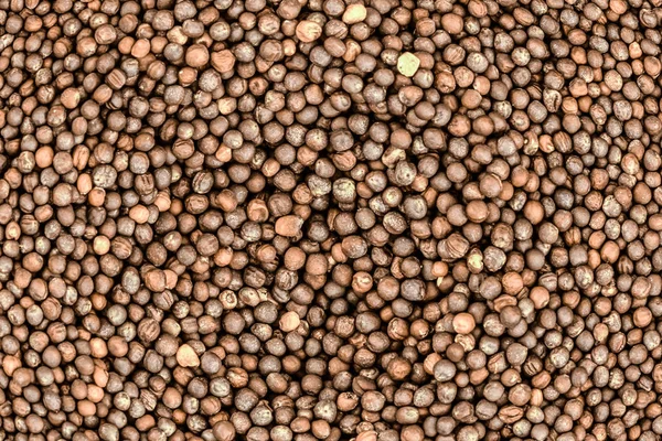 Светло-коричневое рапсовое зерно — стоковое фото