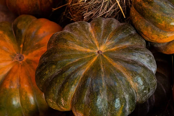 Ensemble citrouilles vert foncé récolte agriculteur conception base vapeur légume — Photo