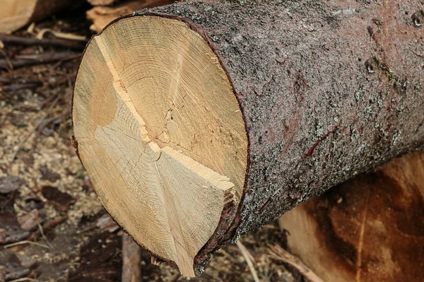 Log saw cut pine fresh light close up fundo rústico — Fotografia de Stock