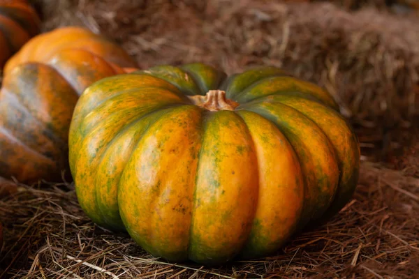 Calabaza fresca madura granjero de cosecha verde amarillo acanalado sobre fondo de heno —  Fotos de Stock