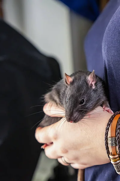 Råttor unga grå vertikal bild i kvinnans händer söta hemdjur — Stockfoto