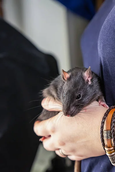 Ratas jóvenes gris vertical foto en las manos de la mujer lindo hogar bestia —  Fotos de Stock