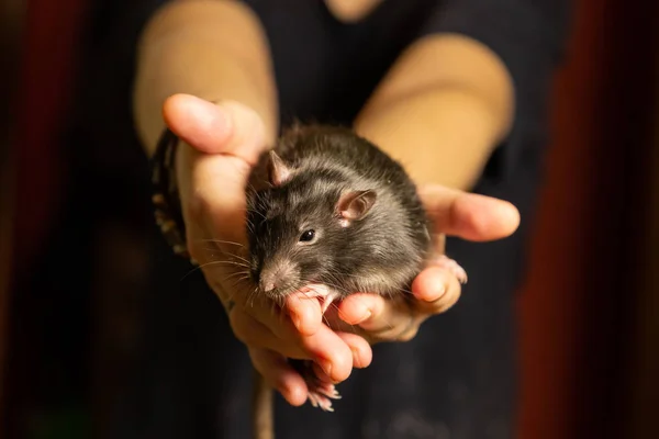 Rata negro se sienta brazos extendidos lindo hogar animal de cerca —  Fotos de Stock