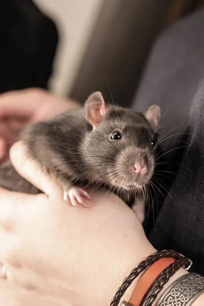 かわいい灰色のネズミの毛皮のペットは、ぼやけた背景にクローズアップ手で — ストック写真