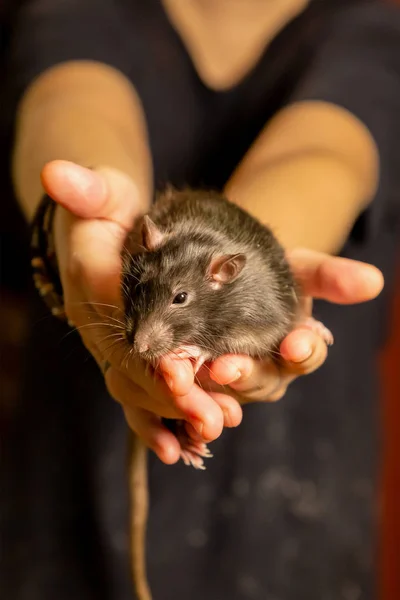 Rat huisdier Home exotische zwart grijze vrouw kijkt naar camera in handen van vrouw close-up — Stockfoto