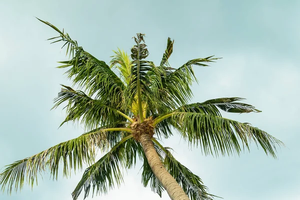 하늘 열대 디자인에 대한 높은 코코넛 야자수 나무 상단 — 스톡 사진