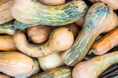 olgun lezzetli sebze kabak portakal uzun closeup arka plan çiftlik desen tabanı