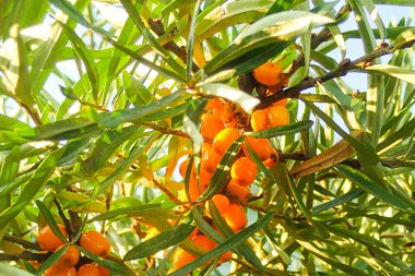 taze dal portakal meyveleri deniz dikeni tıbbi kabarık yeşillik ağacı yüksek