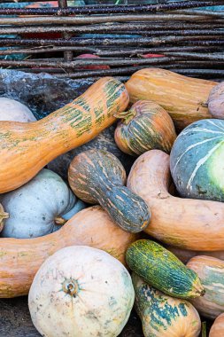 arka plan sonbahar sebze uzun portakal uzun muscat yeşil yuvarlak kabak mevsimlik tasarım