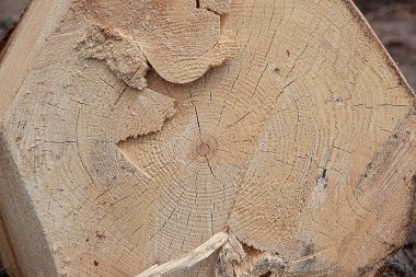 ışık bej yakın çekim yıllık halkaları hatları temiz arka plan tabanı kesmek