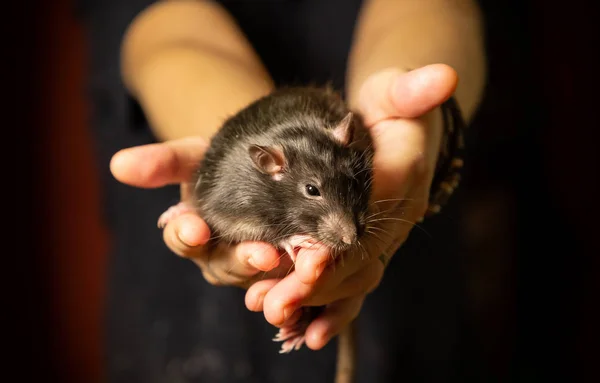 Gris divertido rata peludo lindo en manos de cerca —  Fotos de Stock