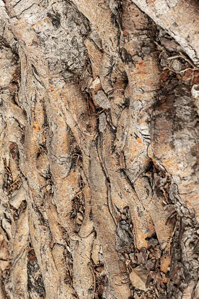 Fundo de madeira vertical marrom bege raízes de árvores irregulares velho bosque torcido — Fotografia de Stock
