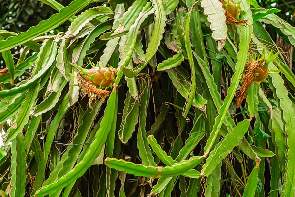 Τροπικά φρούτα δράκος κόκκινο κάκτος Ασίας πράσινο μακριά κλαδιά χλωρίδα φόντο. Φυτό της Ταϊλάνδης Βιετνάμ Πιάγια ή πιχάηα — Φωτογραφία Αρχείου