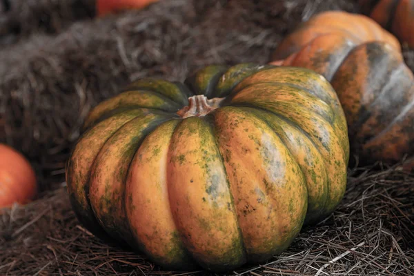 Diseño otoño base cosecha verduras grandes calabaza madura verde naranja sobre un fondo borroso de calabazas y heno —  Fotos de Stock