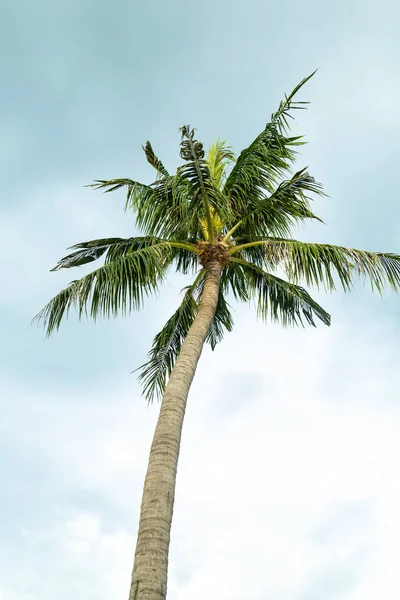 palm tree coconut tall tropical tree fluffy green against the sky