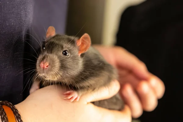 Lindo negro rata sentado en las manos de un inteligente inteligente peludo mascota —  Fotos de Stock